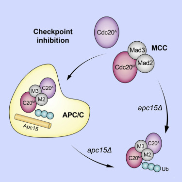 The Potential of Targeting CDC20 in Liver Cancer Treatment